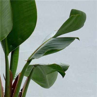 澳门金沙扫码下载